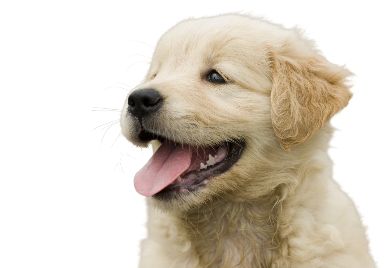 adorable-fluffy-golden-retriever-puppy-showing-its-tongue-Photoroom adorable-fluffy-golden-retriever-puppy-showing-its-tongue-Photoroom